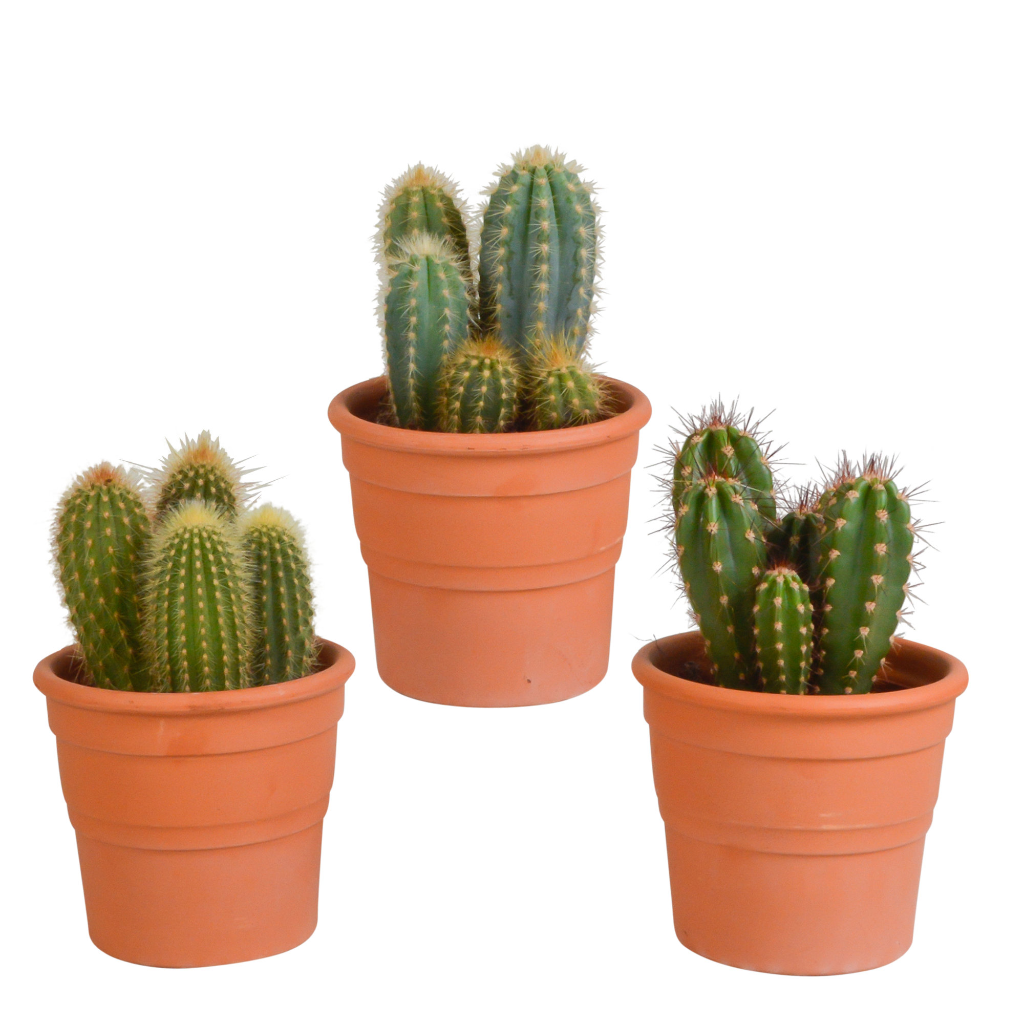 3x Mélange de cactus Cereus - en pot terracotta - Ø10,5cm - ↕23cm - Plantes d’intérieur