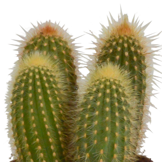 3x Mélange de cactus Cereus - en pot terracotta - Ø10,5cm - ↕23cm - Plantes d’intérieur - Image 4