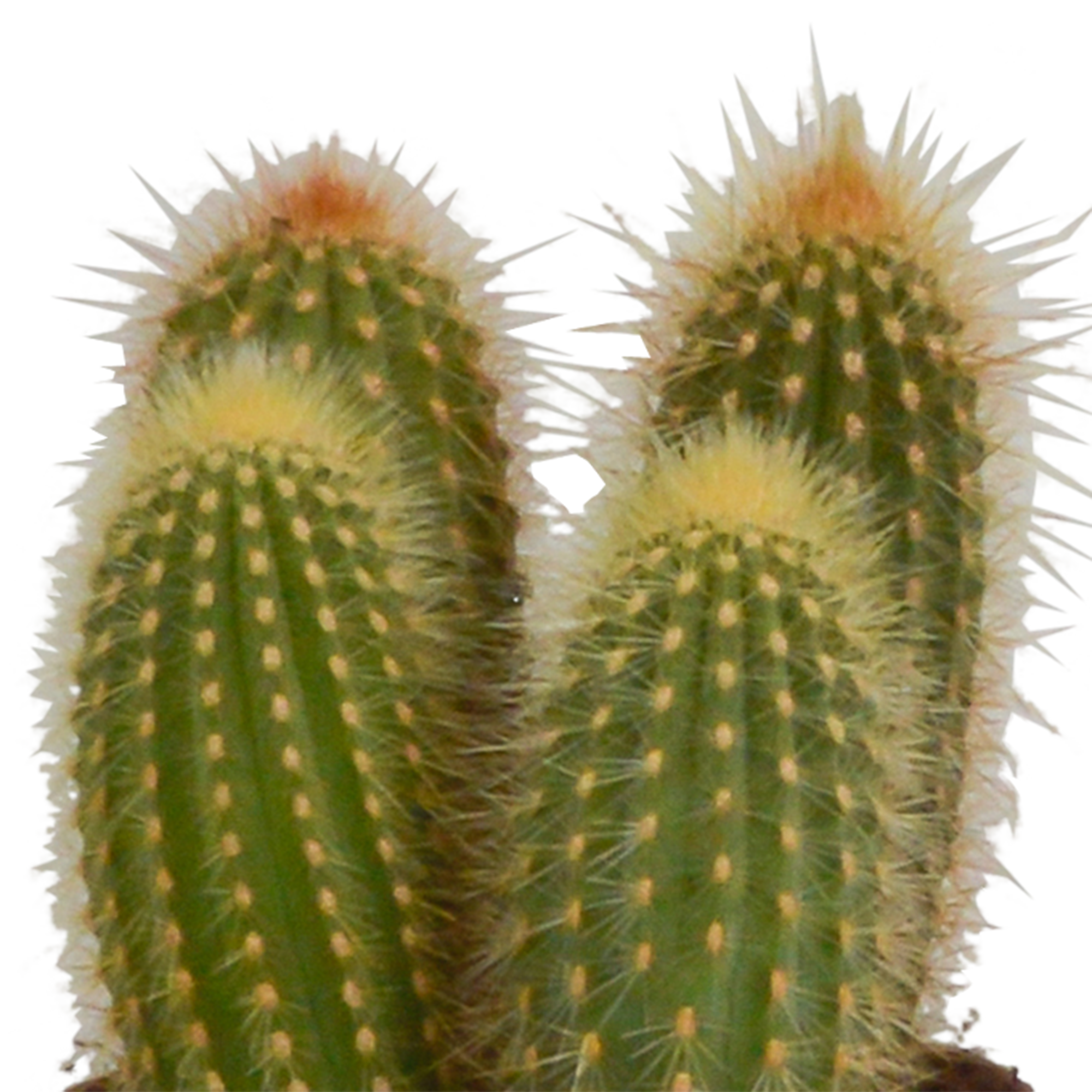 3x Mélange de cactus Cereus - en pot terracotta - Ø10,5cm - ↕23cm - Plantes d’intérieur - Image 4