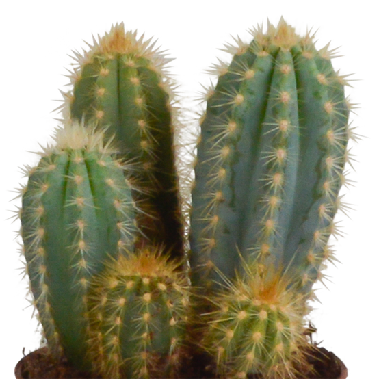 3x Mélange de cactus Cereus - en pot terracotta - Ø10,5cm - ↕23cm - Plantes d’intérieur - Image 5