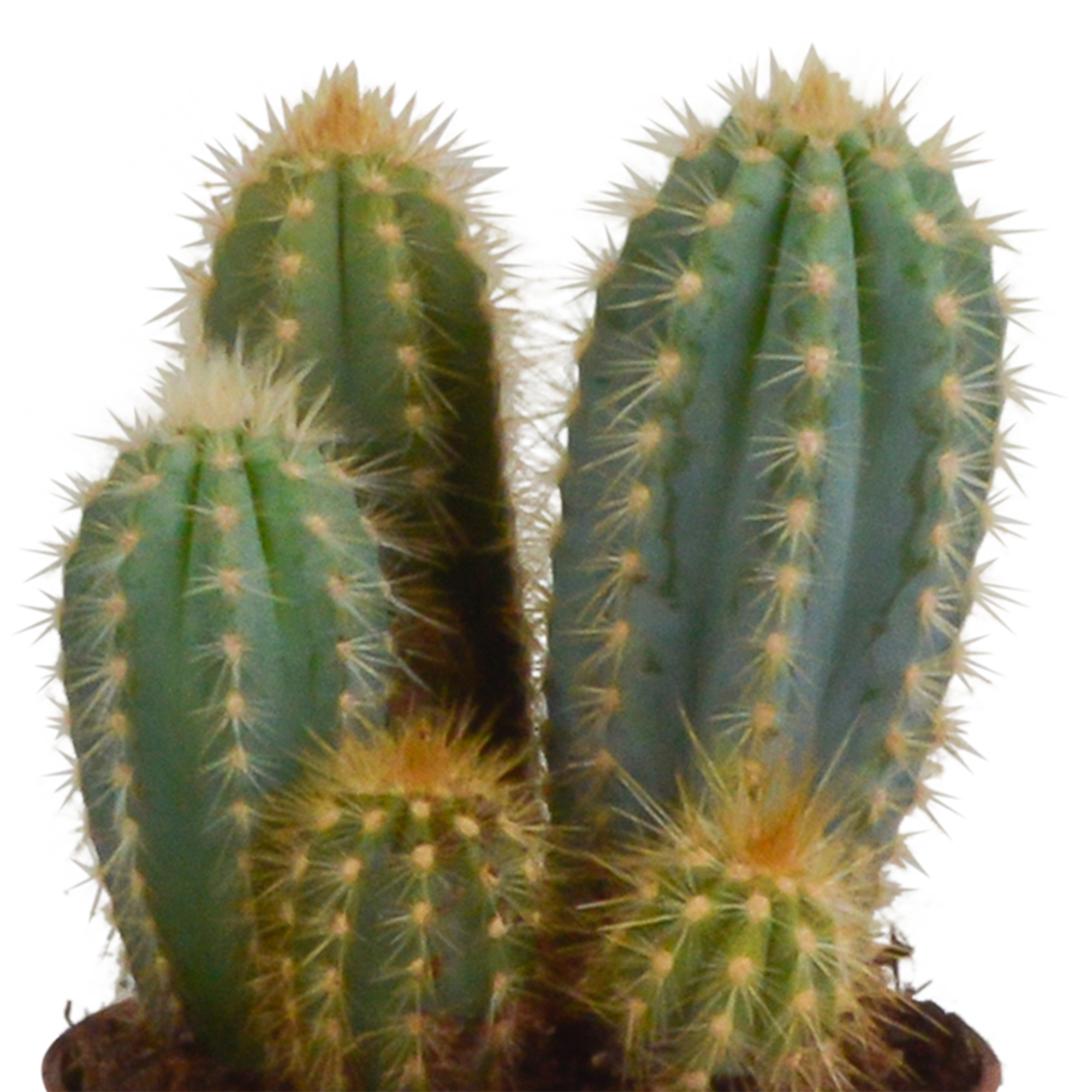 3x Mélange de cactus Cereus - en pot terracotta - Ø10,5cm - ↕23cm - Plantes d’intérieur - Image 5