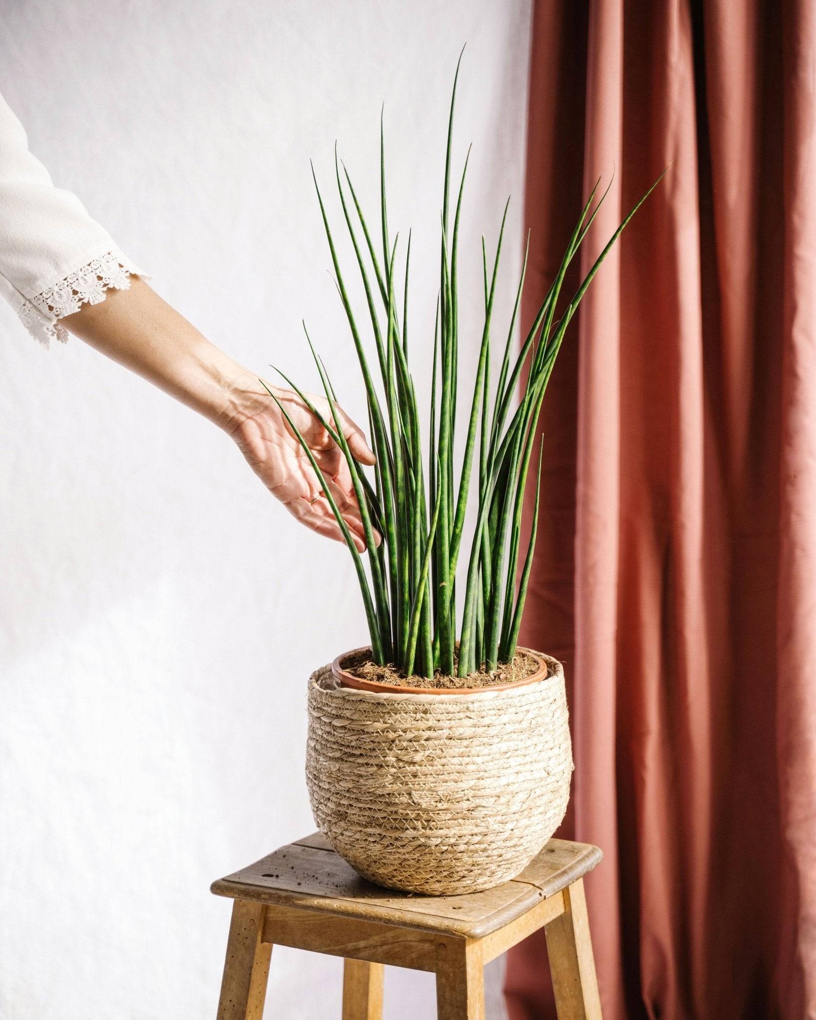 La Green Touch - Sansevieria Mikado 80cm - Plante d'intérieur- La Green Touch - Image 1