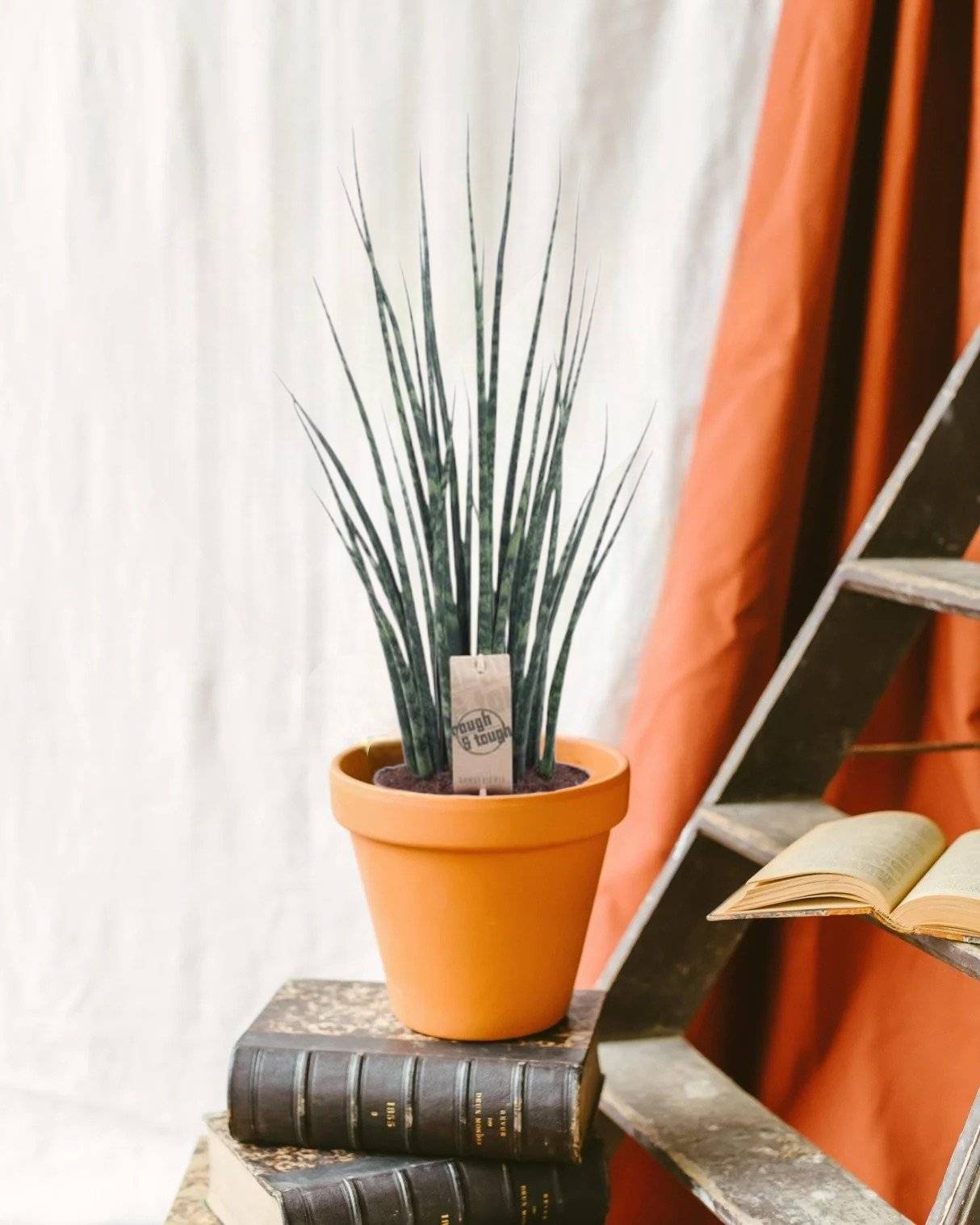 La Green Touch - Sansevieria Mikado 80cm - Plante d'intérieur- La Green Touch - Image 2