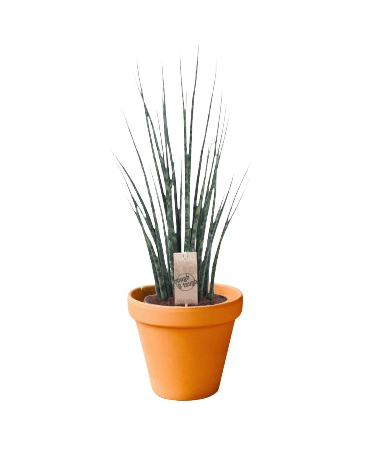 La Green Touch - Sansevieria Mikado 80cm - Plante d'intérieur- La Green Touch - Image 3