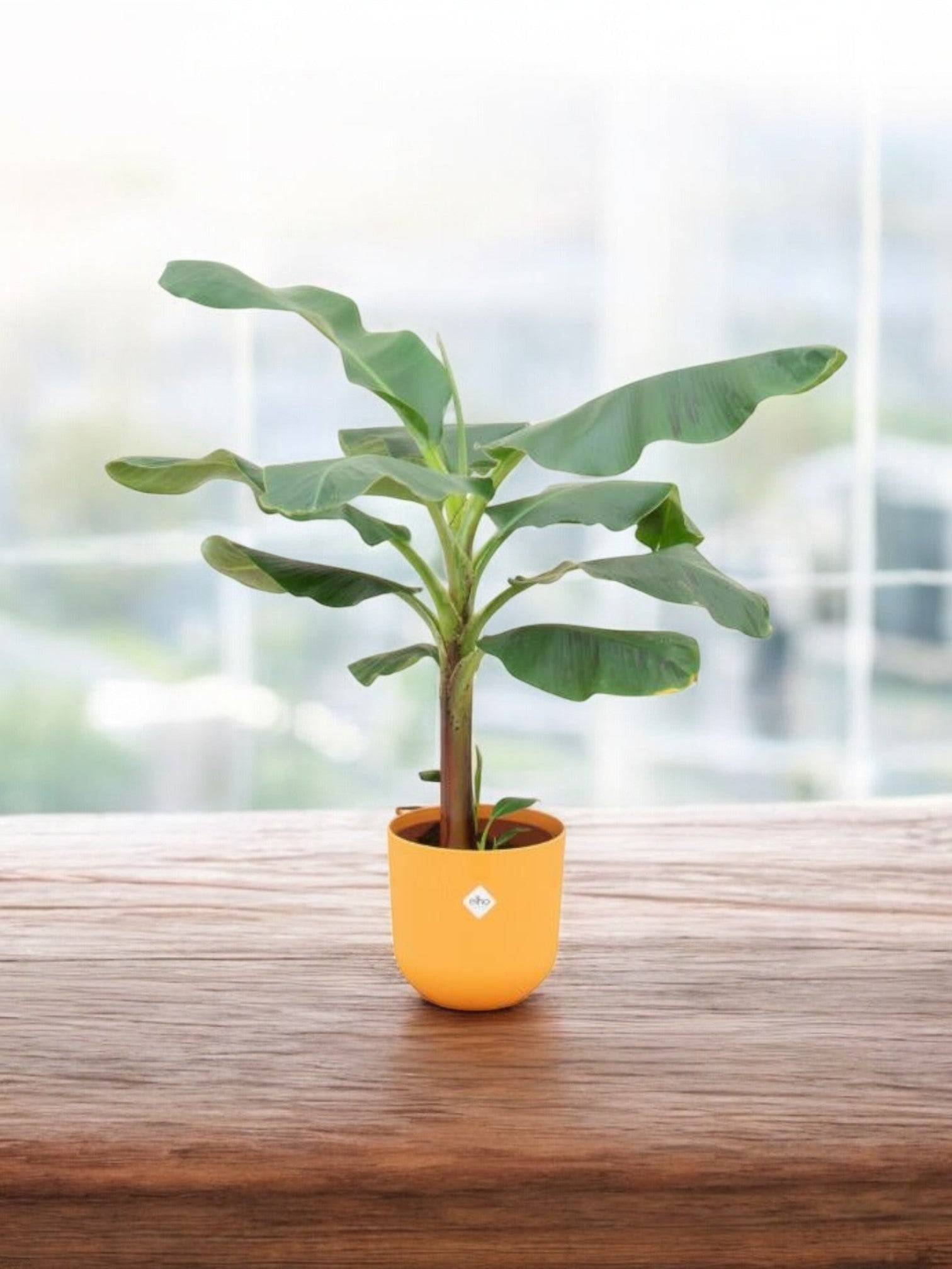 La Green Touch - Bananier Musa 120cm et son pot- La Green Touch Jaune - Hauteur 120cm