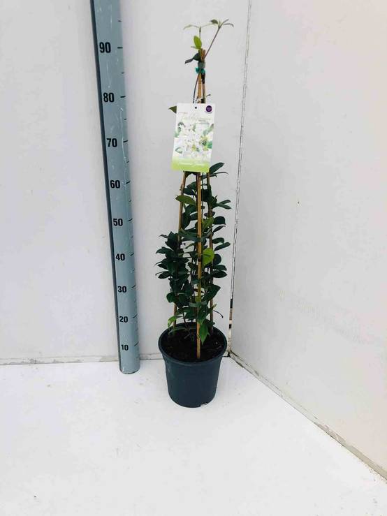 0 - Trachelospermum jasminoides (Jasmin étoilé) Pot de 9 litres - 160/180 cm 3 grosses tiges - Image 2