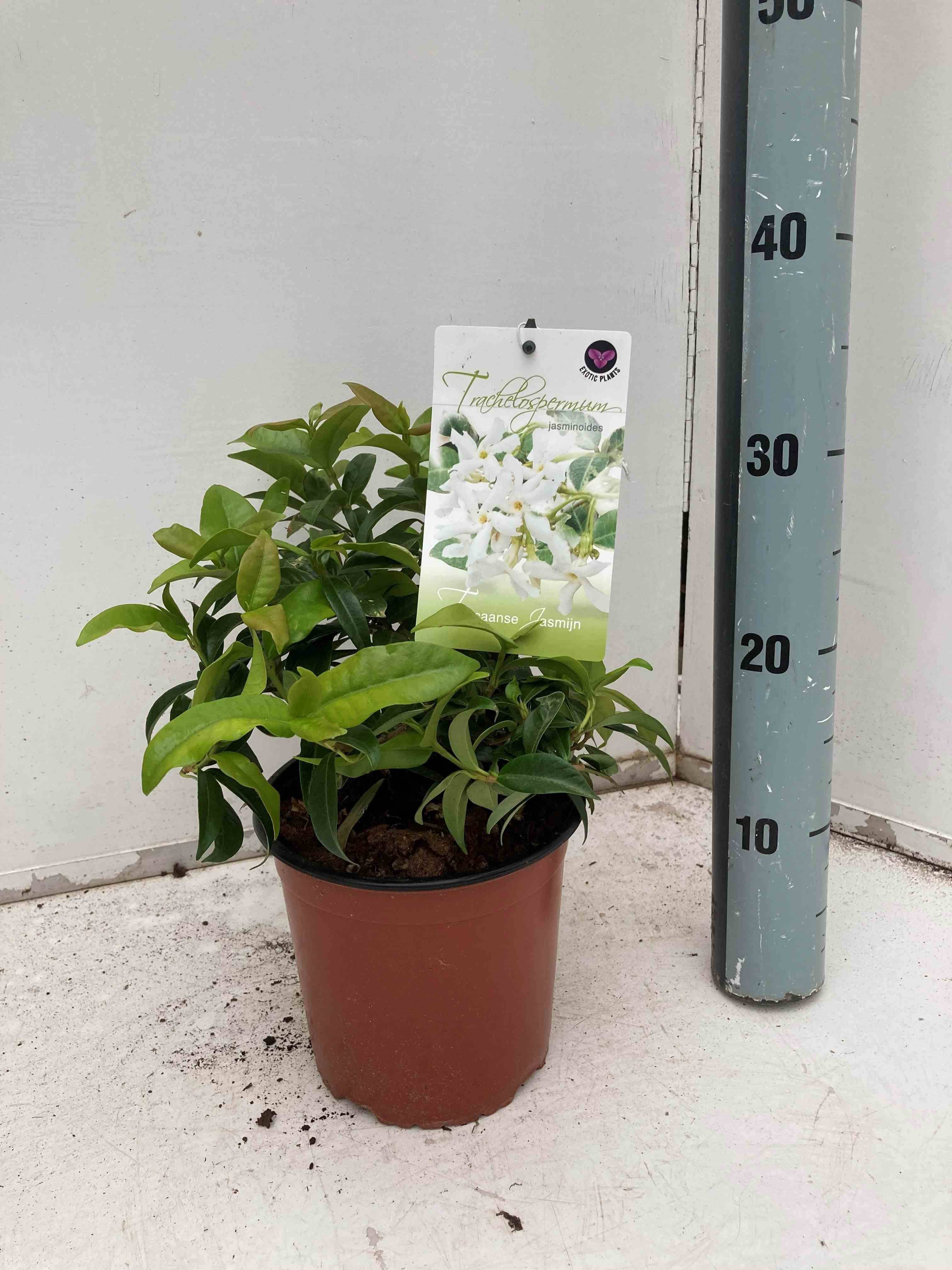 0 - Trachelospermum jasminoides (Jasmin étoilé) Pot de 9 litres - 160/180 cm 3 grosses tiges