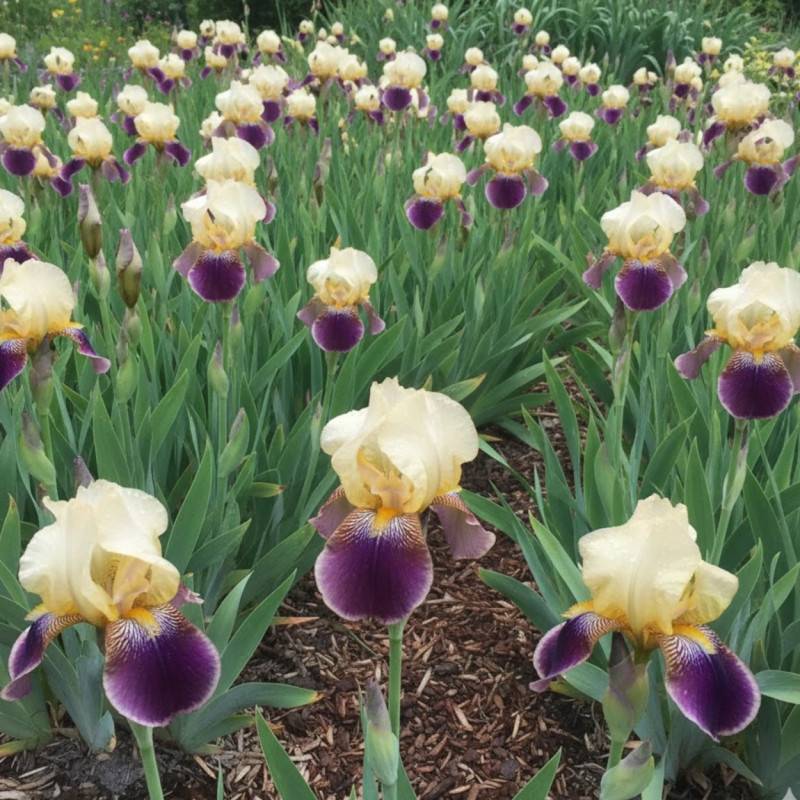 Iris des jardins Nibelungen à fleurs Jaune/Violette - feuillage Caduc - Godet - 5/20 cm - Imagen 1