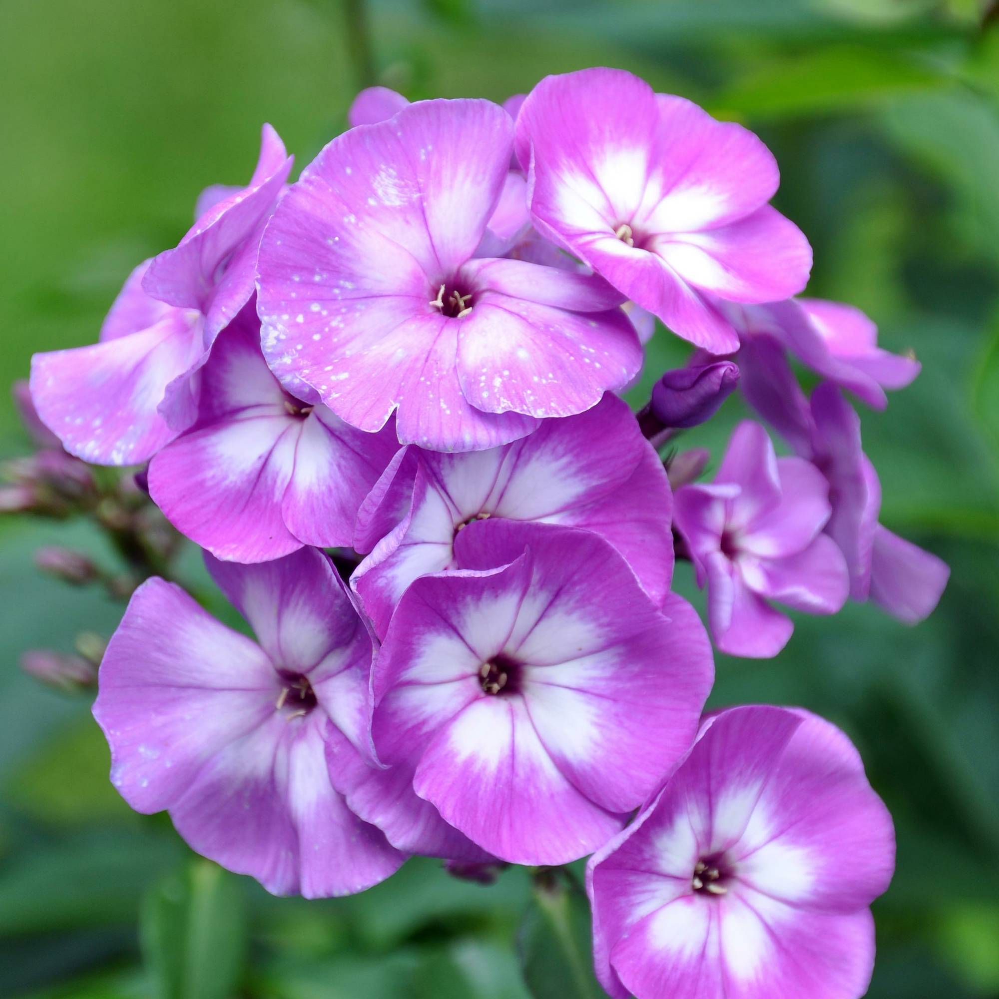 Phlox paniculata Little Laura Pot de 2L/3L