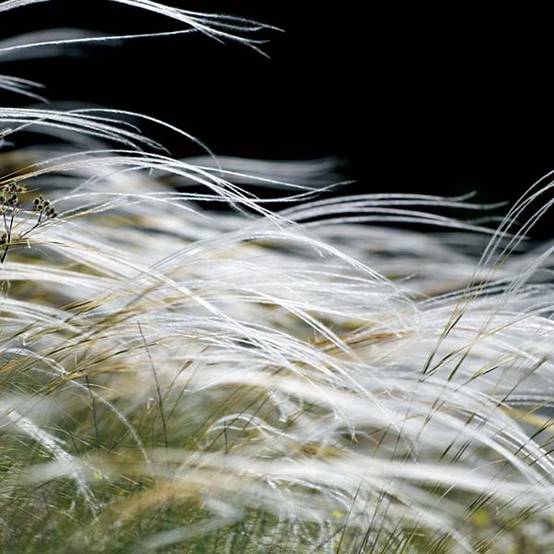 Stipa pennata Godet de 8/9 cm
