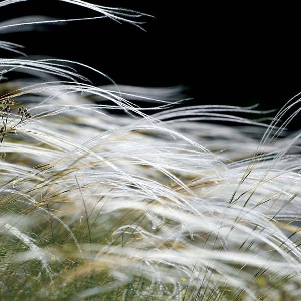 Stipa pennata Godet de 8/9 cm