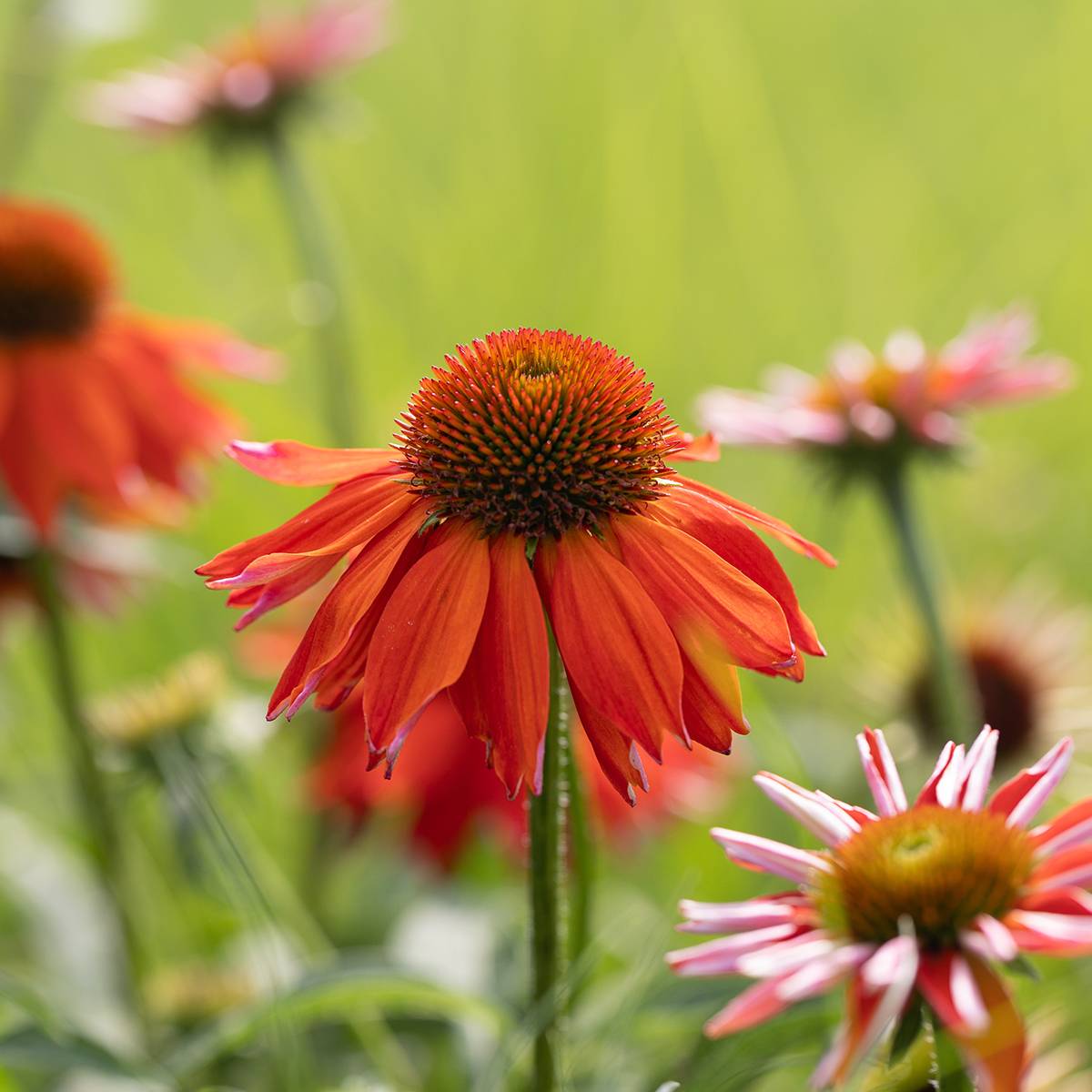 Promesse de Fleurs - Echinacea Lakota Orange - Echinacée Godet de 8/9 cm