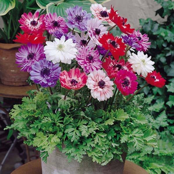 Anemone coronaria St Brigid Mix - Anémone de Caen Bulbe calibre 5 (par 10)