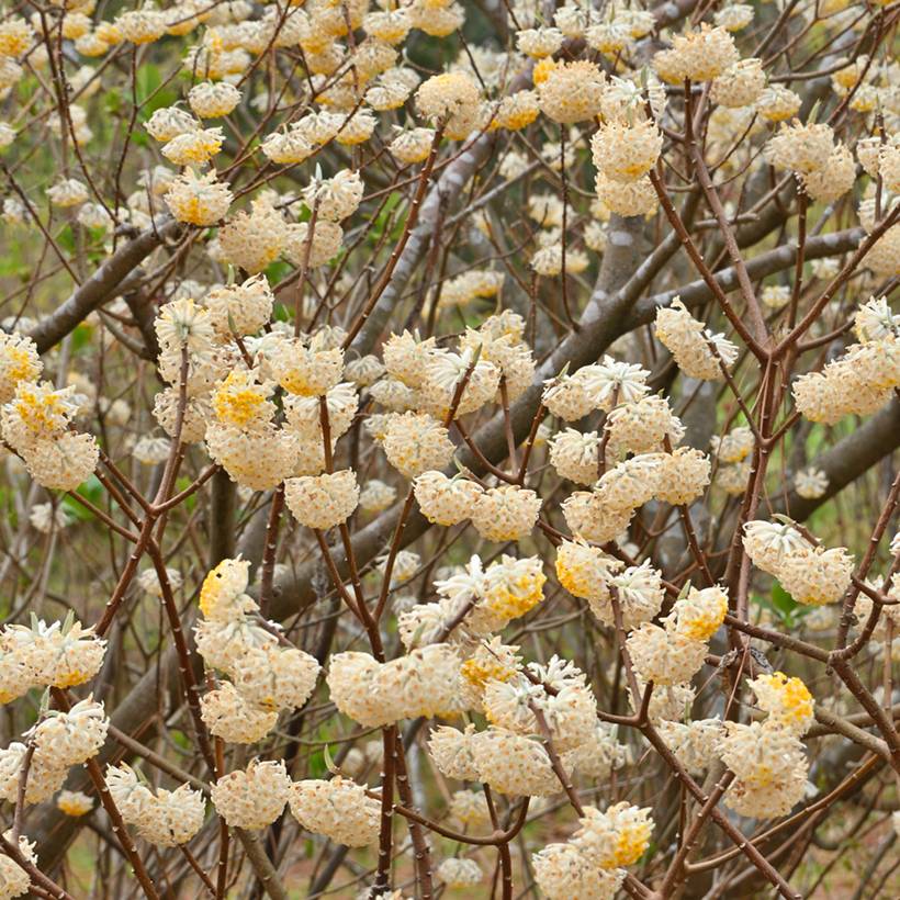 Edgeworthia chrysantha Nanjing Gold - Buisson à papier Pot de 2L/3L - Imagen 1
