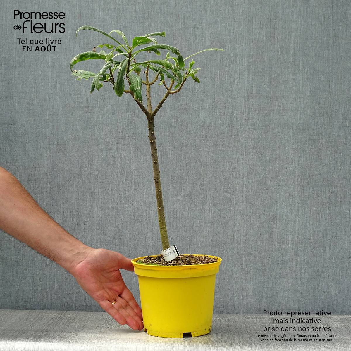 Edgeworthia chrysantha Nanjing Gold - Buisson à papier Pot de 2L/3L - Imagen 2