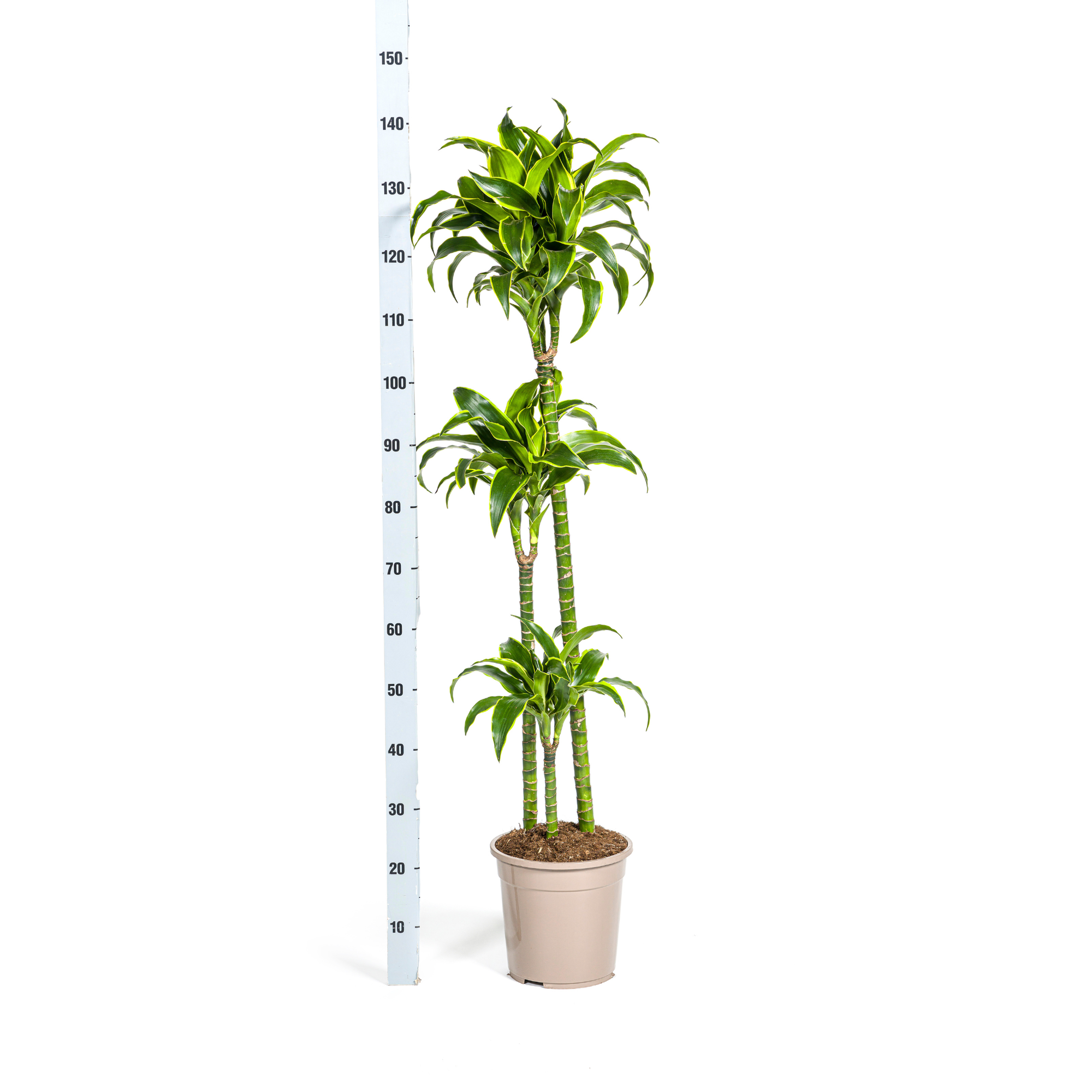 La Green Touch - Dracaena Deremensis Dorado - D24 H120cm - Image 6