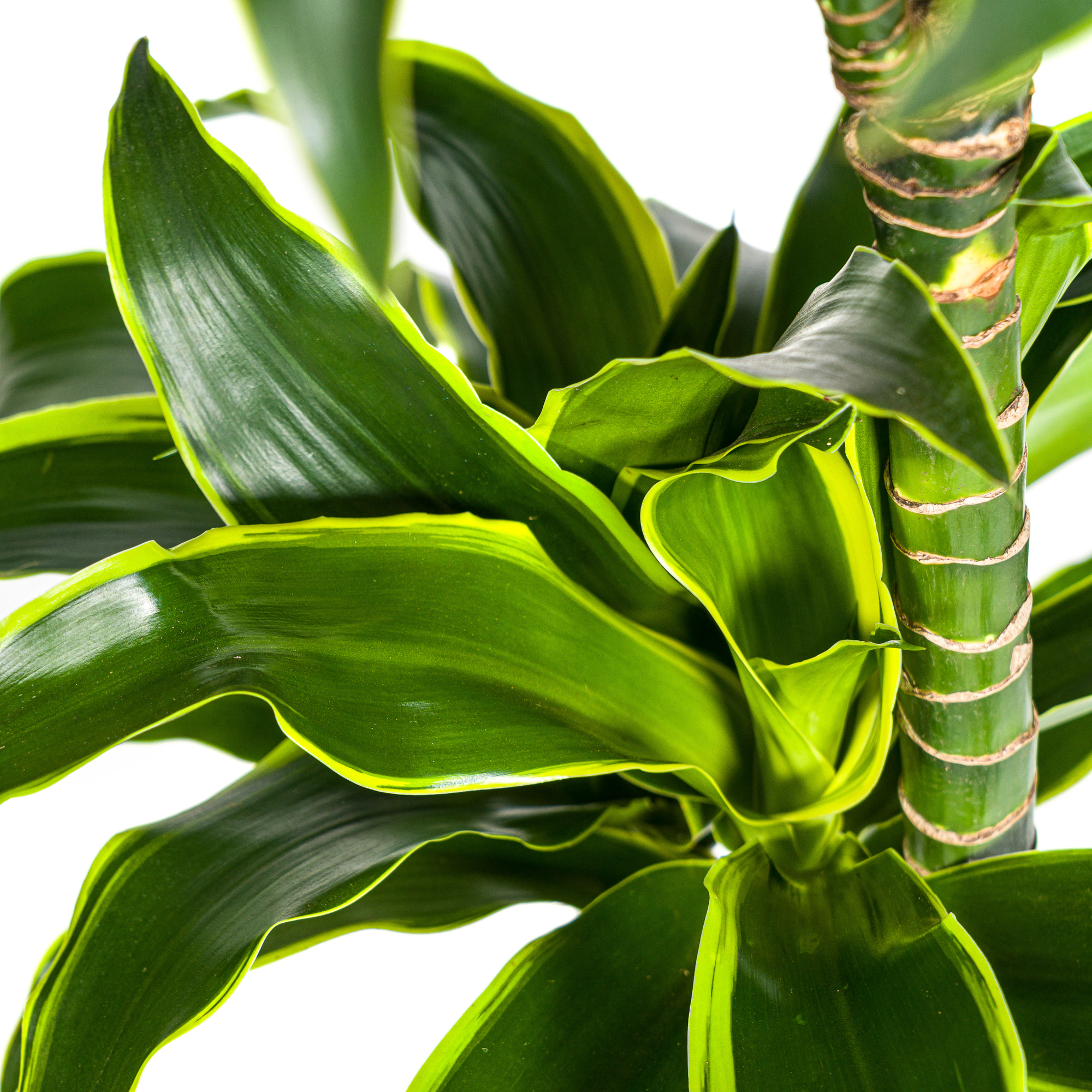 La Green Touch - Dracaena Deremensis Dorado - D24 H120cm - Image 3