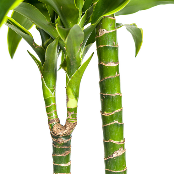 La Green Touch - Dracaena Deremensis Dorado - D24 H120cm - Image 5