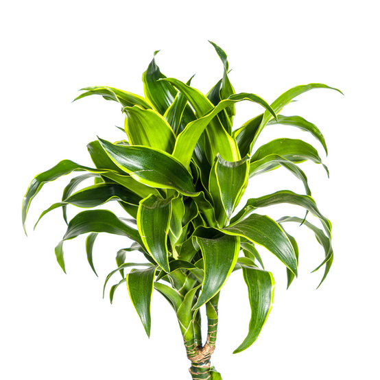 La Green Touch - Dracaena Deremensis Dorado - D24 H120cm - Image 2