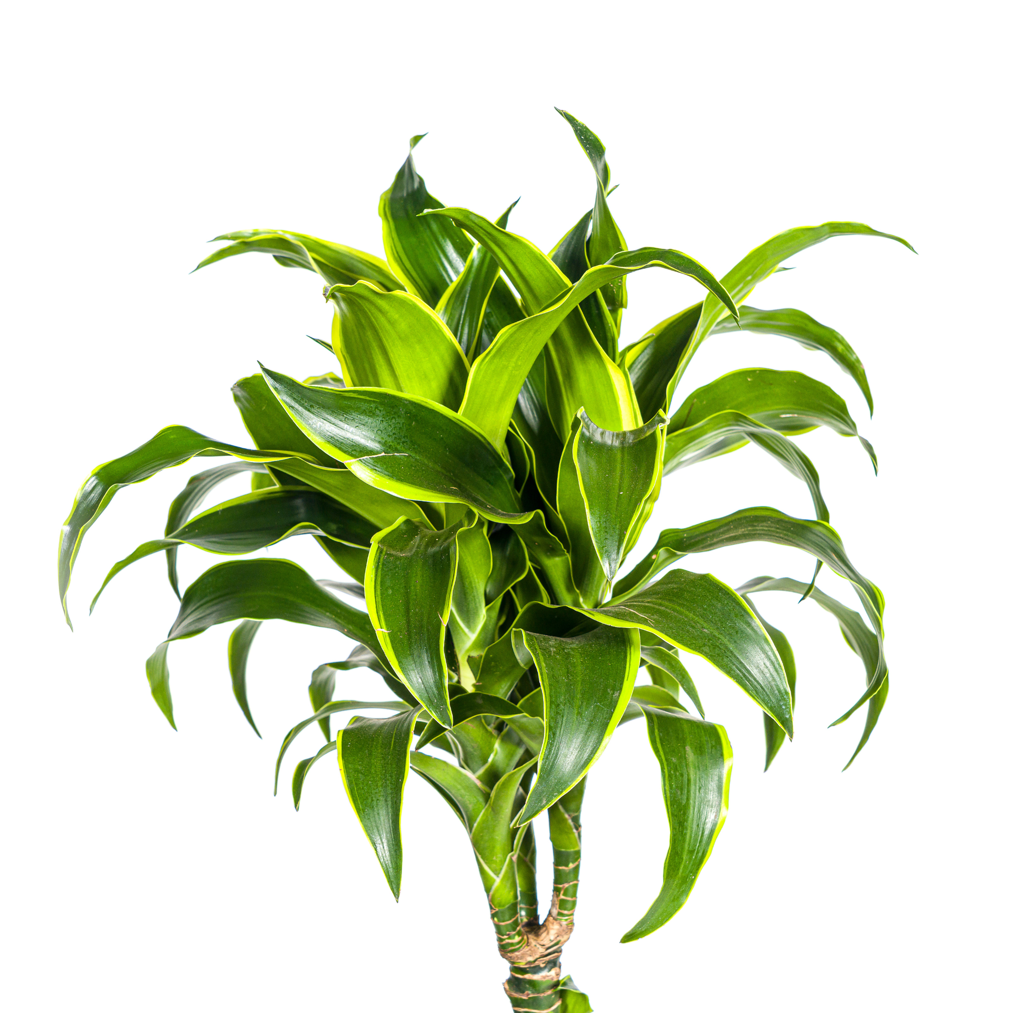 La Green Touch - Dracaena Deremensis Dorado - D24 H120cm - Image 2