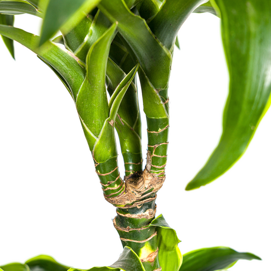La Green Touch - Dracaena Deremensis Dorado - D24 H120cm - Image 4