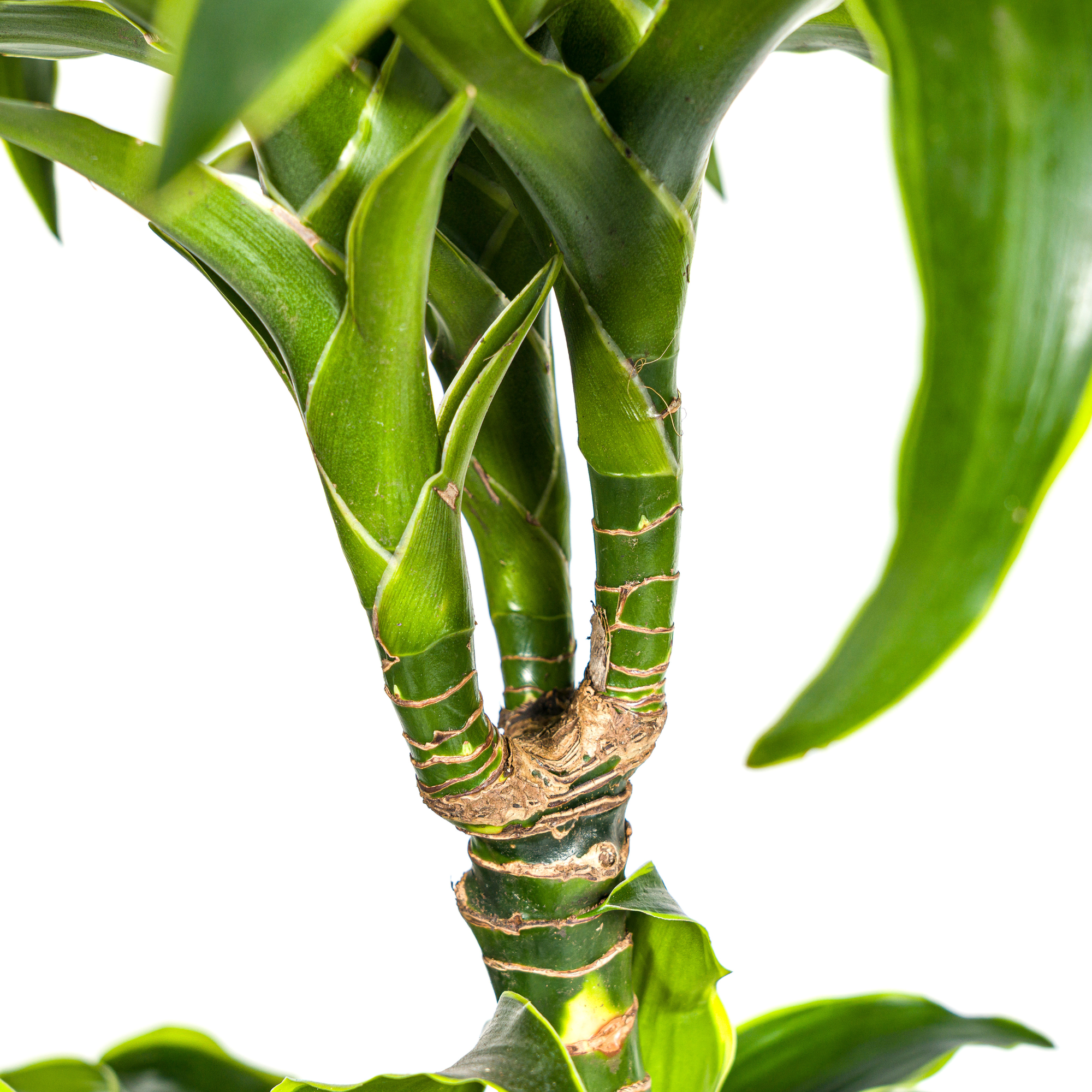 La Green Touch - Dracaena Deremensis Dorado - D24 H120cm - Image 4
