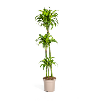 Dracaena Deremensis Dorado - D24 H120cm