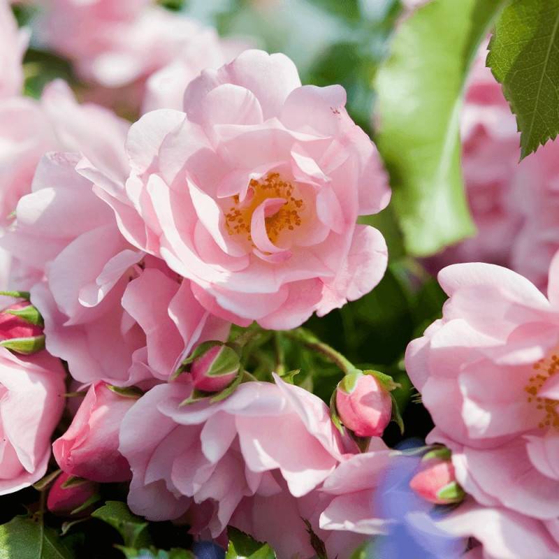 Rosier paysager Decorosier® Mareva® 'Noamel' à fleurs Rose - feuillage Caduc - Pot de 2L - 40/60 cm-  hauteur à maturité De 0,50 m à 1,00 m - Imagen 2