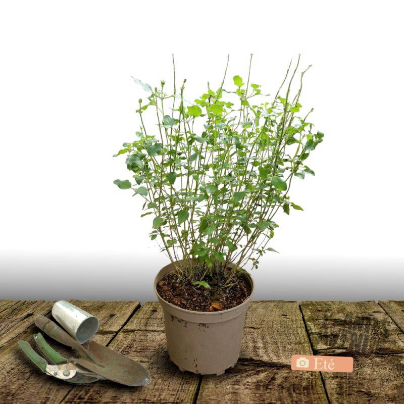 Sauge à petites feuilles Hot Lips® à fleurs Blanche/Rouge - feuillage Caduc - Pot de 4L - 40/60 cm - Imagen 4