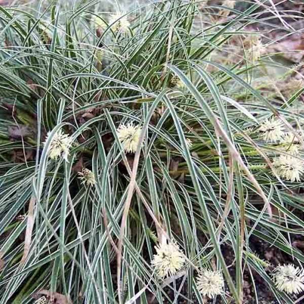 Carex conica Snowline - Laîche de Corée Pot de 2L/3L