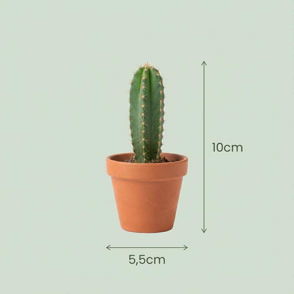 Mini Mélange de Cactus & Succulentes - Pot de 8cm - Hauteur: 5-10 cm - pots en terre cuite - 18 plantes - Plantes d'intérieur - Image 4