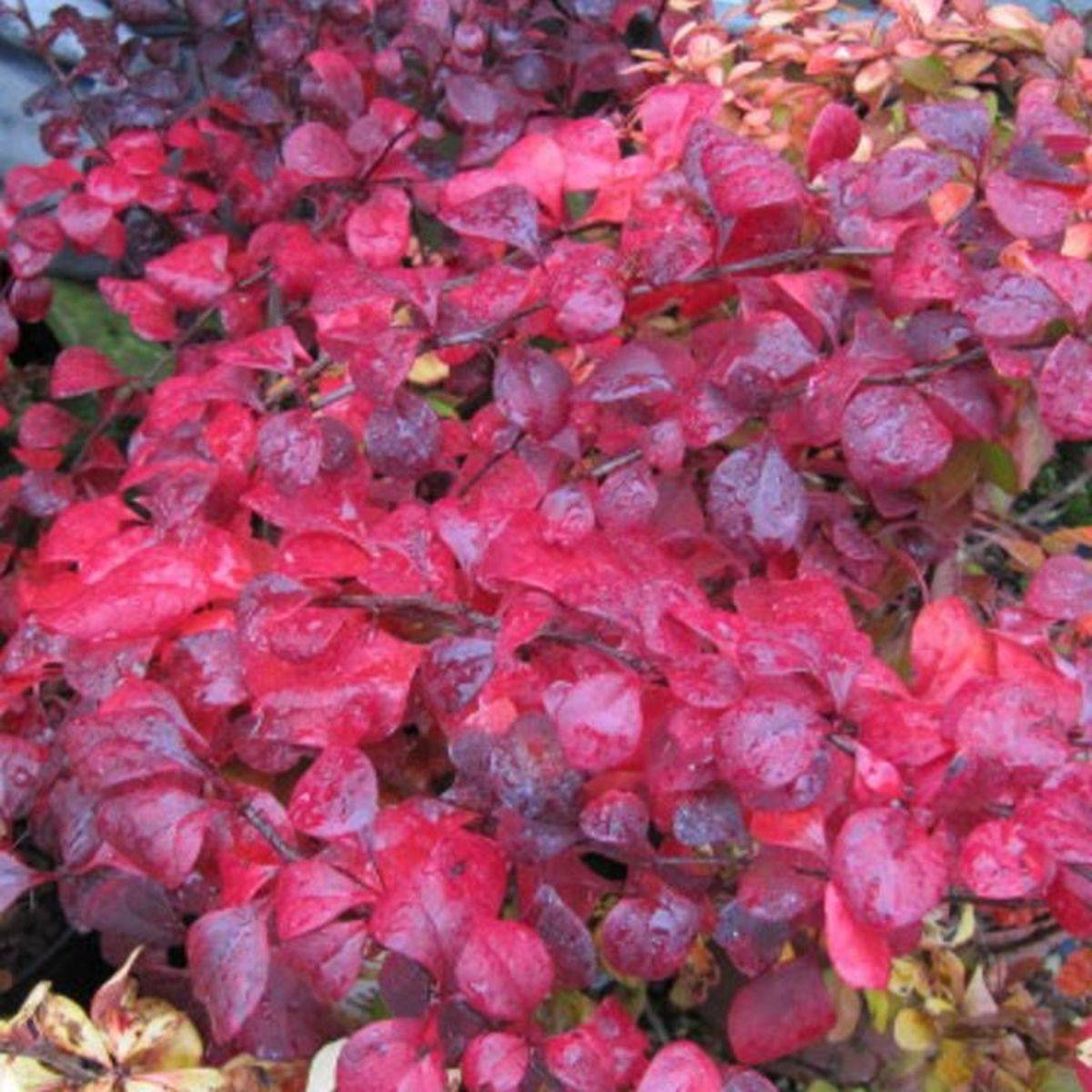 Epine-vinette thunbergii Orange Rocket® à fleurs Orange - feuillage Semi-Persistant - Pot de 5L - 40/60 cm-  hauteur à maturité De 1,00 m à 1,50 mm