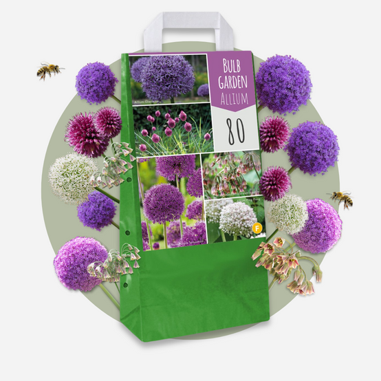 Plant In A Box - Mélange de bulbes Ail - Set de 160 - Allium - Bulbes à fleurs - Image 3