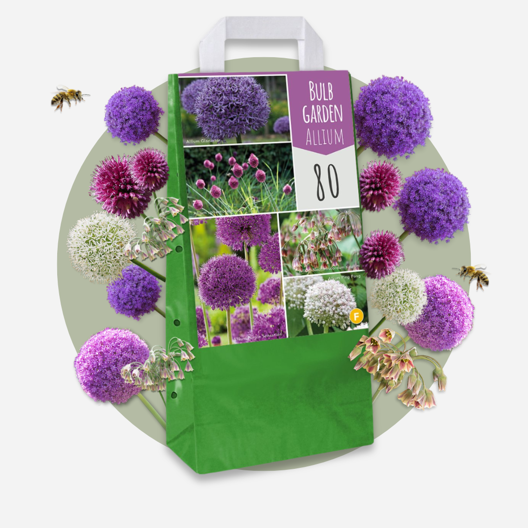 Plant In A Box - Mélange de bulbes Ail - Set de 160 - Allium - Bulbes à fleurs - Image 3