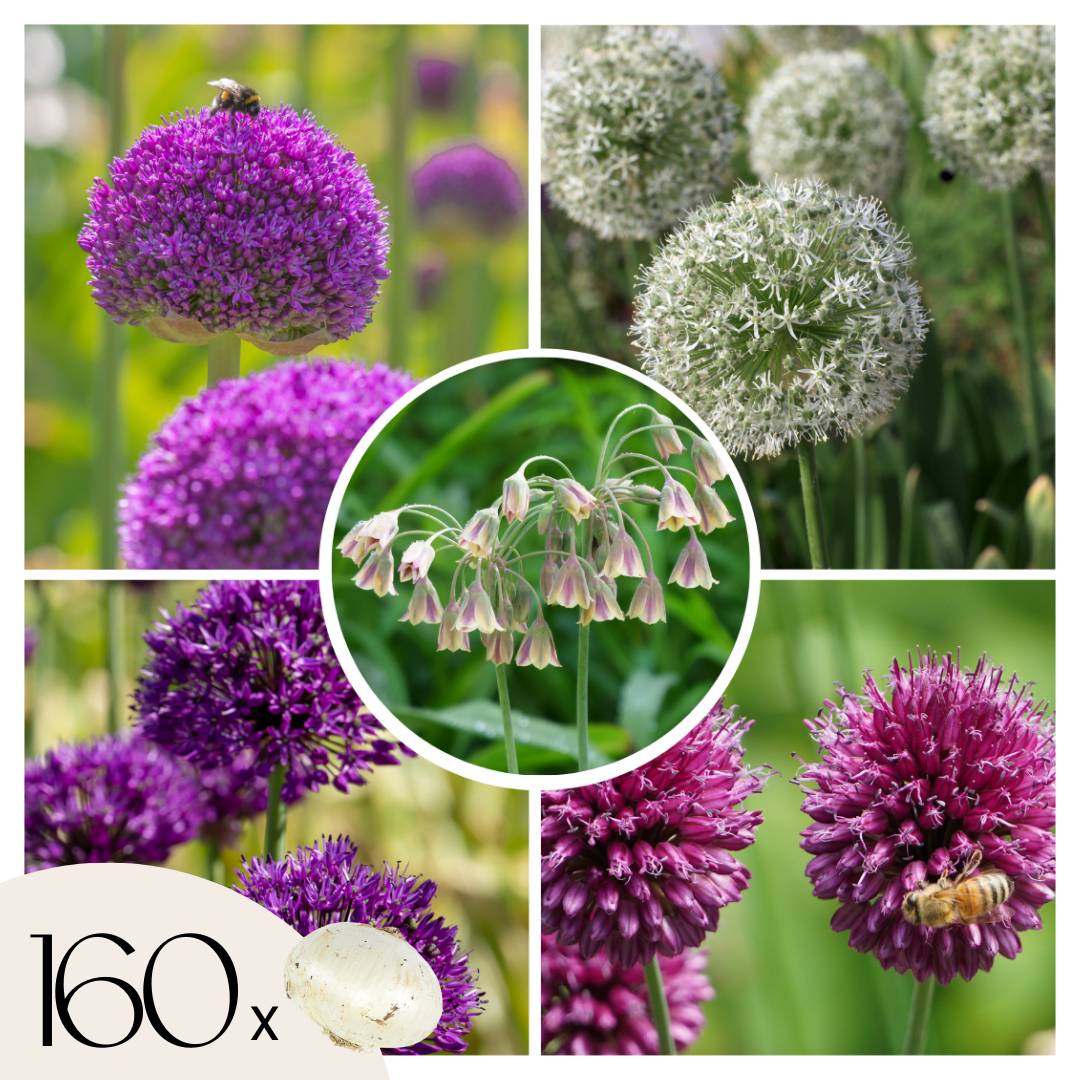Plant In A Box - Mélange de bulbes Ail - Set de 160 - Allium - Bulbes à fleurs