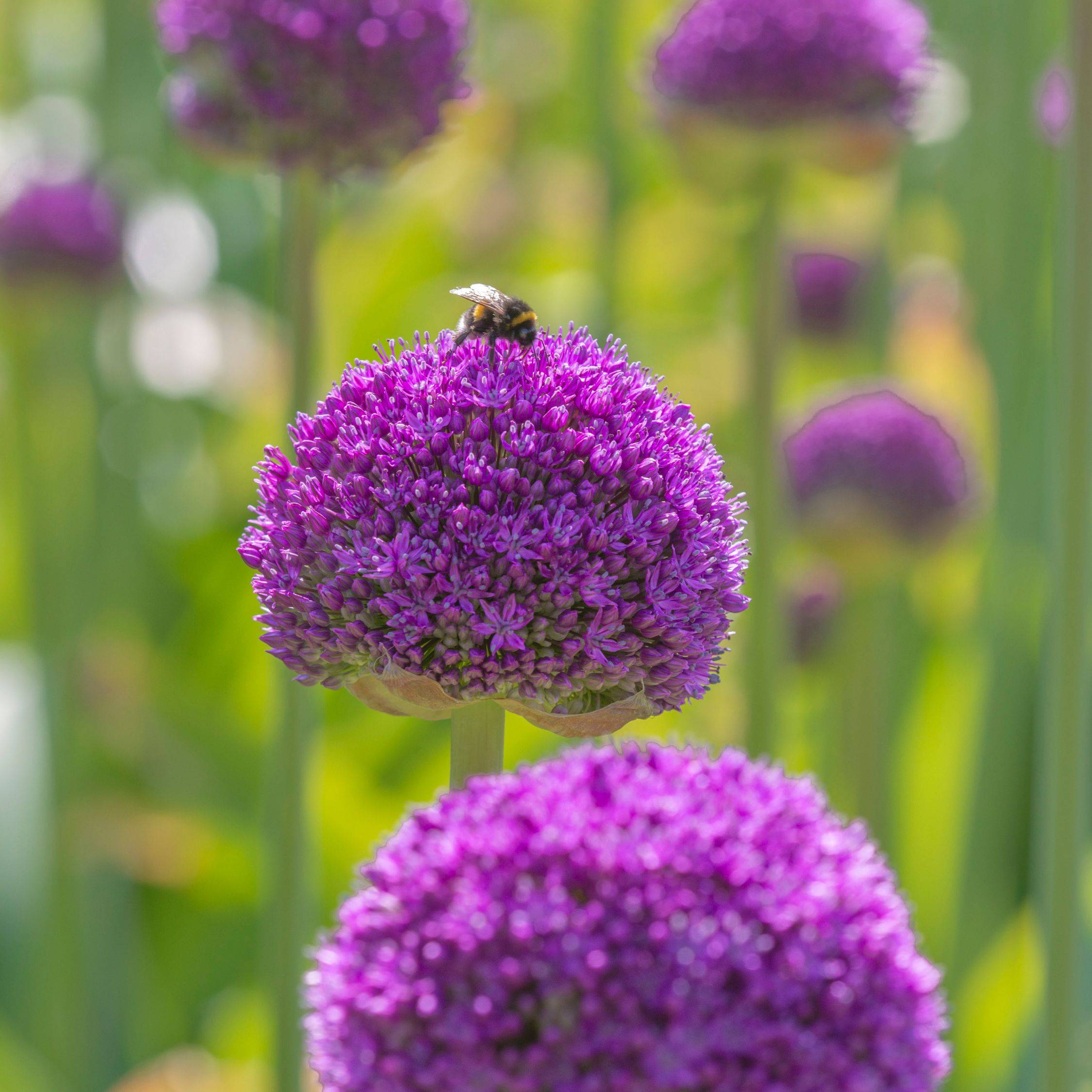 Plant In A Box - Mélange de bulbes Ail - Set de 160 - Allium - Bulbes à fleurs - Image 5