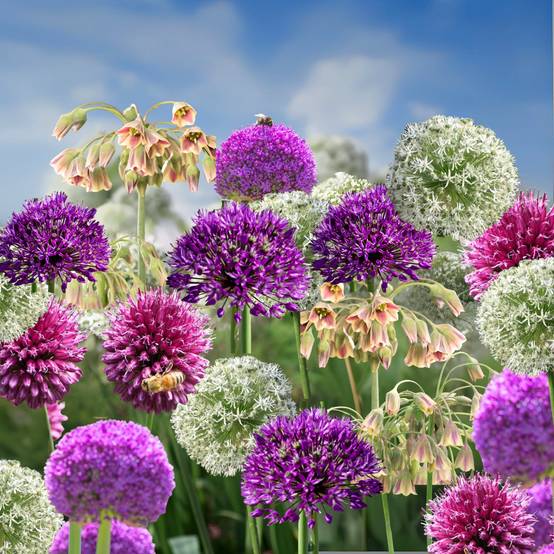 Plant In A Box - Mélange de bulbes Ail - Set de 160 - Allium - Bulbes à fleurs - Image 2
