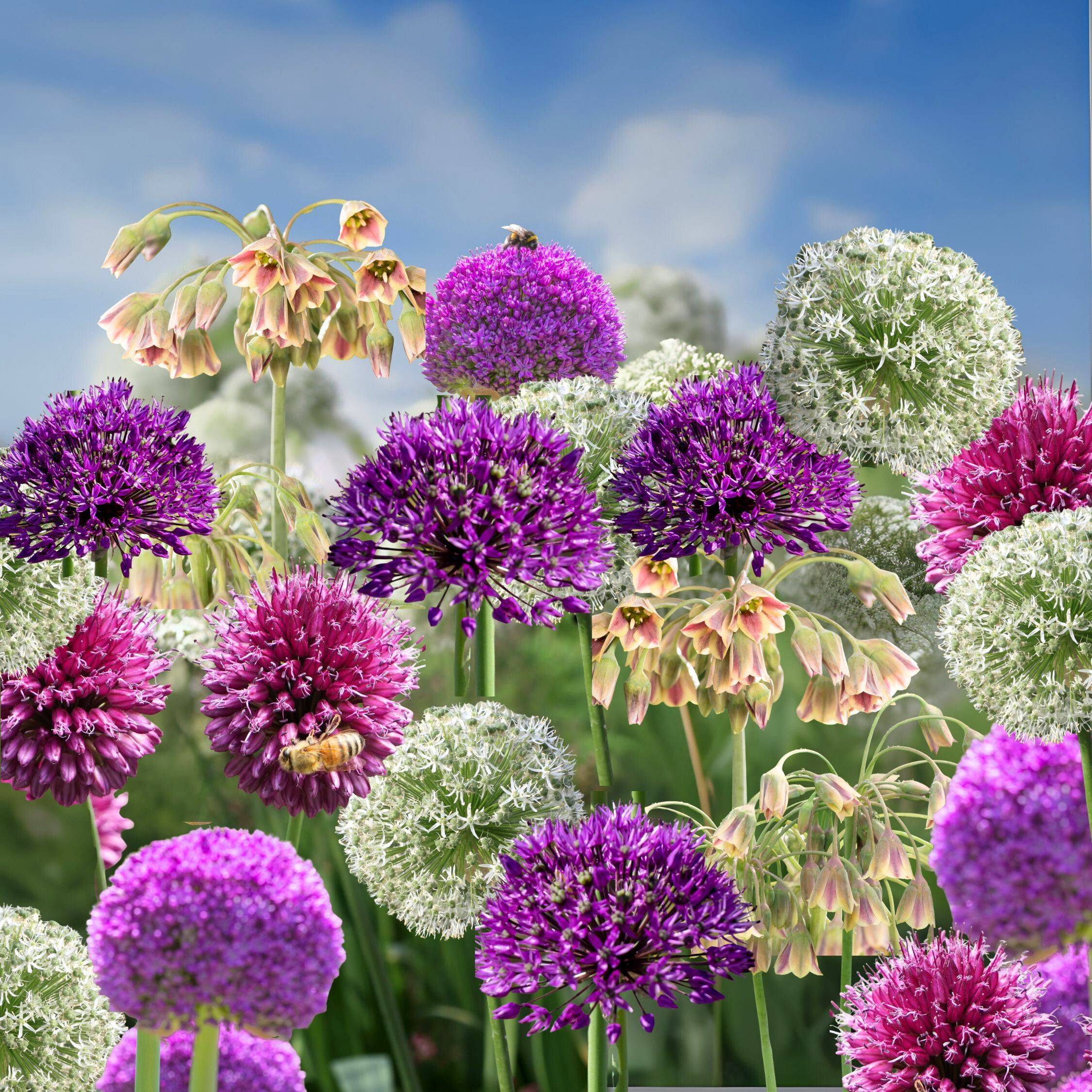 Plant In A Box - Mélange de bulbes Ail - Set de 160 - Allium - Bulbes à fleurs - Image 2