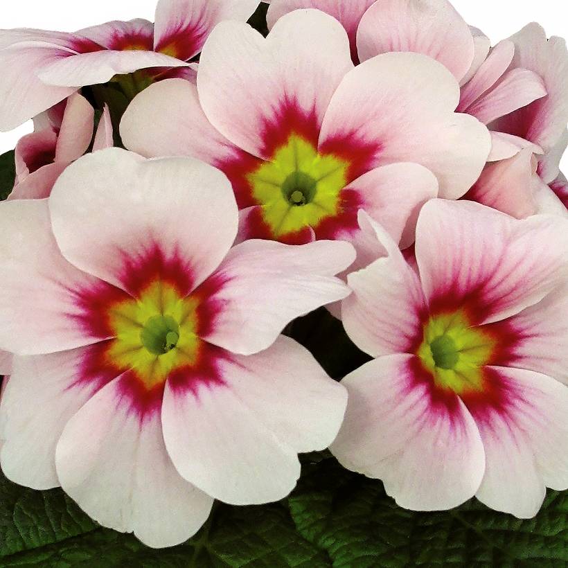 Promesse de Fleurs - Primevère Rambo F1 Appleblossom - Primula acaulis Mini-motte Ø 1,5/2,5 cm (par 5)