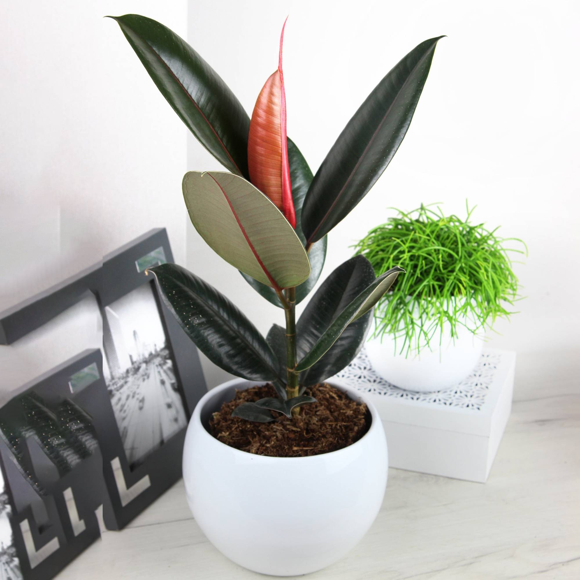 Gardenersdream - Ficus Abidjan - Hévéa Caoutchouc | Superbe Plante D'Intérieur À Feuillage Persistant | De 30 À 40 Cm En Pot - GardenersDream