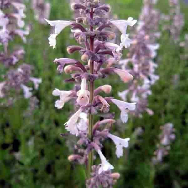 Promesse de Fleurs - Nepeta grandiflora Dawn to Dusk Godet de 8/9 cm