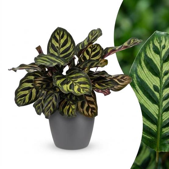 Calathea Makoyana - Plante Paon - Pot de 12cm - Hauteur 25cm - 1 plante - Gris - Plantes d'intérieur - Image 1