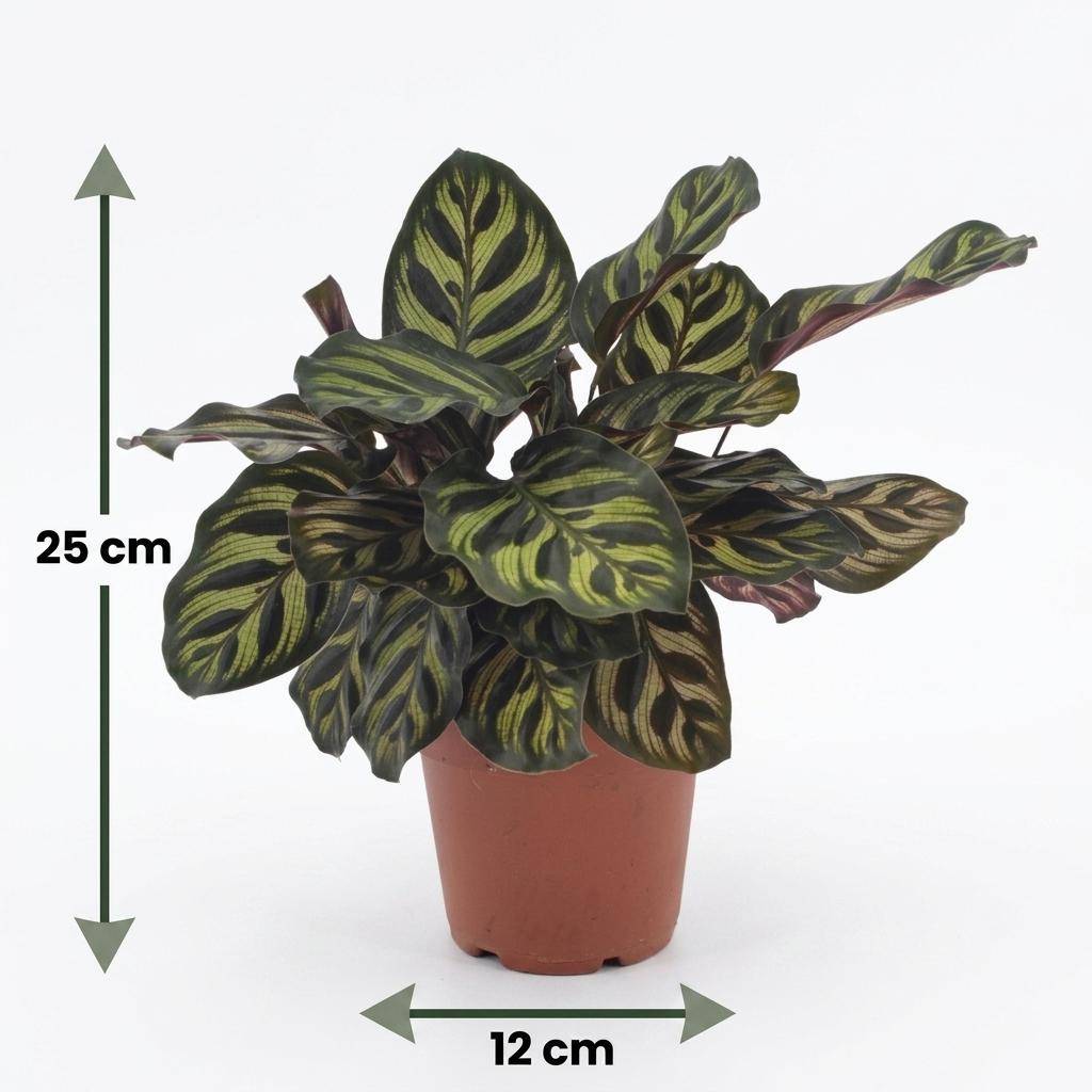 Calathea Makoyana - Plante Paon - Pot de 12cm - Hauteur 25cm - 1 plante - Gris - Plantes d'intérieur - Image 5
