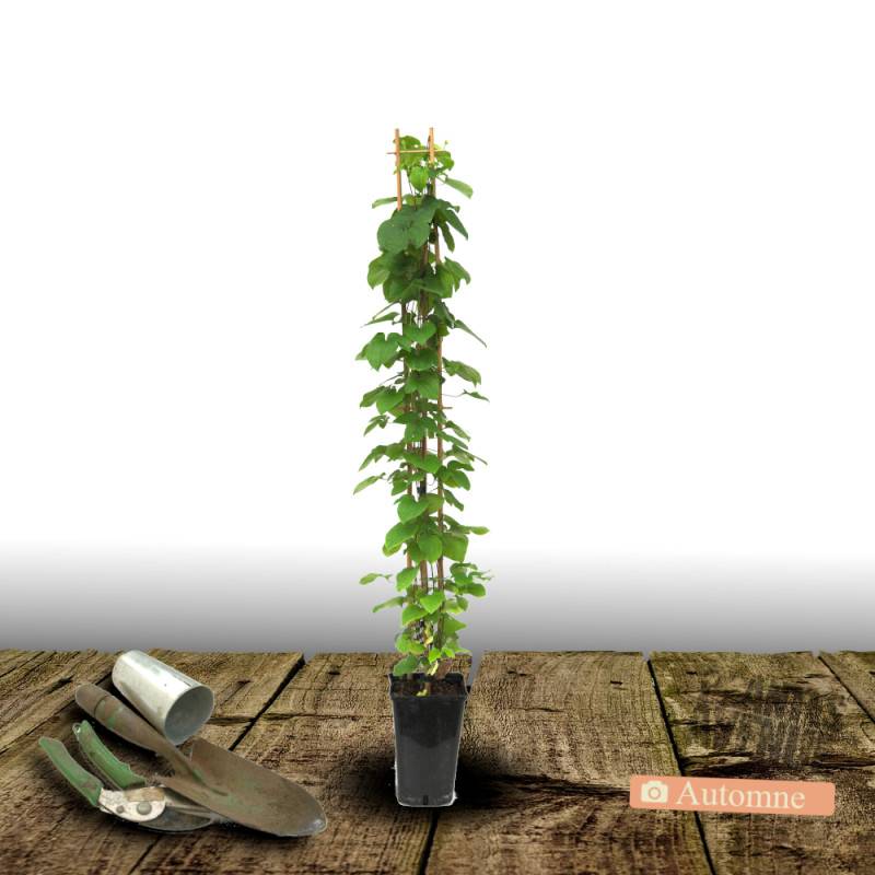Clématite Bernardine™ 'Evipo061' à fleurs Bleue - feuillage Caduc - Pot de 4,5L - Echelle bambou 60/90 cm-  hauteur à maturité De 1,00 m à 1,50 m - Image 8