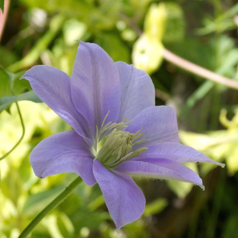 Clématite Bernardine™ 'Evipo061' à fleurs Bleue - feuillage Caduc - Pot de 4,5L - Echelle bambou 60/90 cm-  hauteur à maturité De 1,00 m à 1,50 m - Image 2
