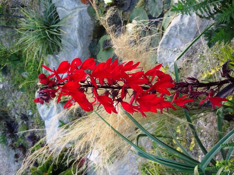 Promesse de Fleurs - Lobelia fulgens Queen Victoria Godet de 7/8 cm