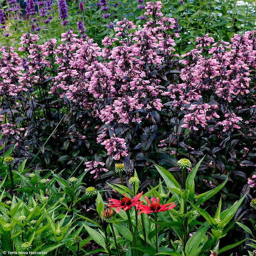 Promesse de Fleurs - Penstemon digitalis Dakota Burgundy Godet de 8/9 cm