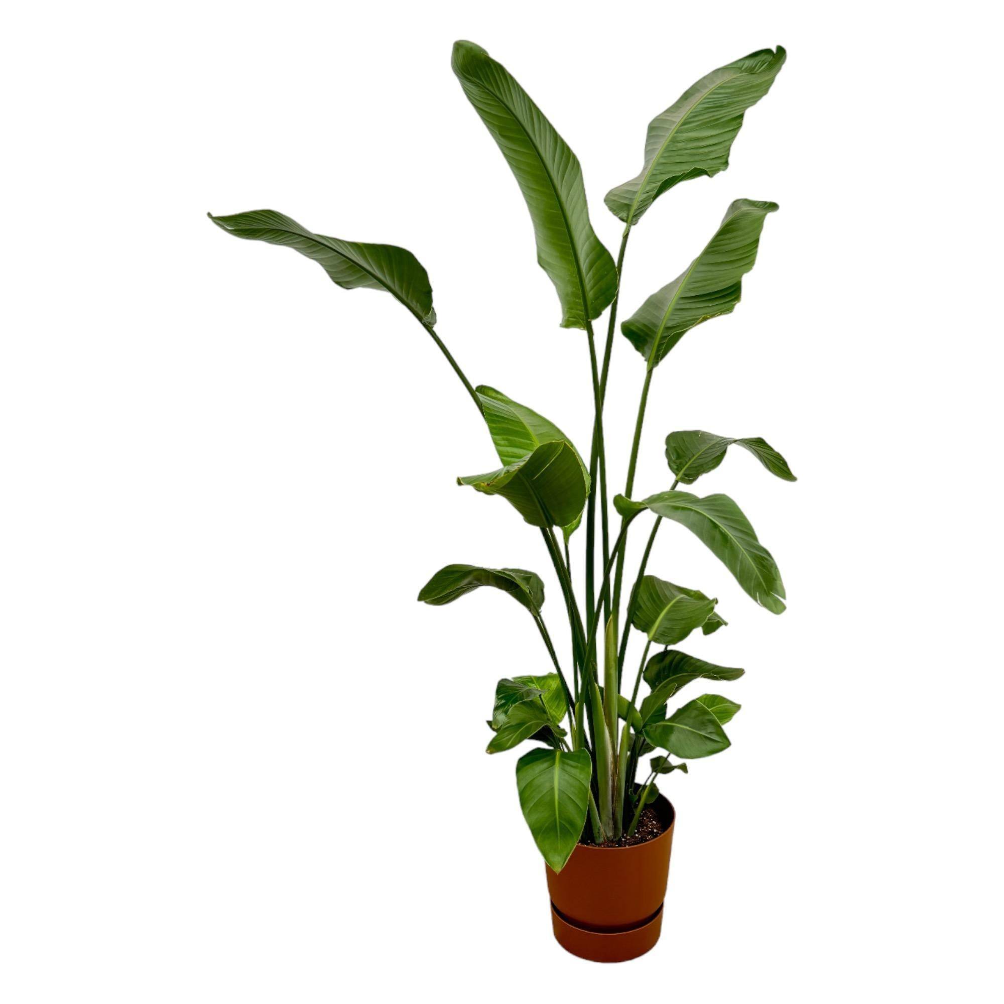 Strelitzia Nicolai 170 cm et son pot- La Green Touch Marron + Reservoir - Hauteur 170cm