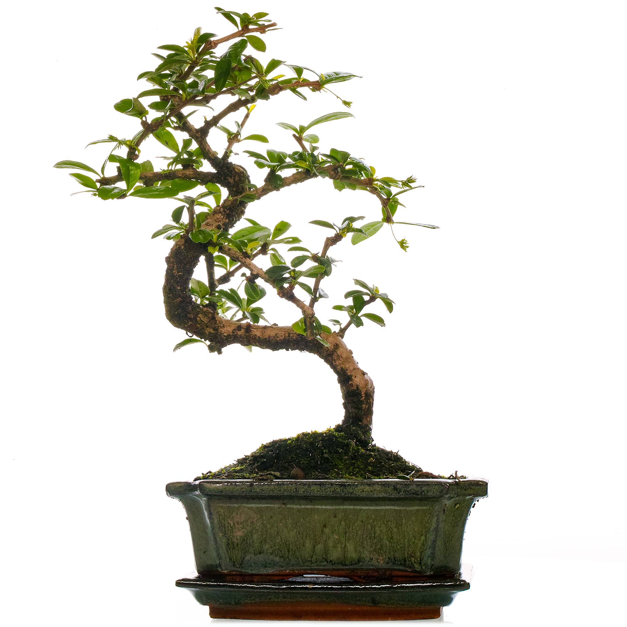 Gardenersdream - Bonsaï D'Intérieur Carmona Arbre À Thé De Fukien En Pot De 15 Cm (De 30 À 40 Cm Pot Inclus) - GardenersDream - Image 1