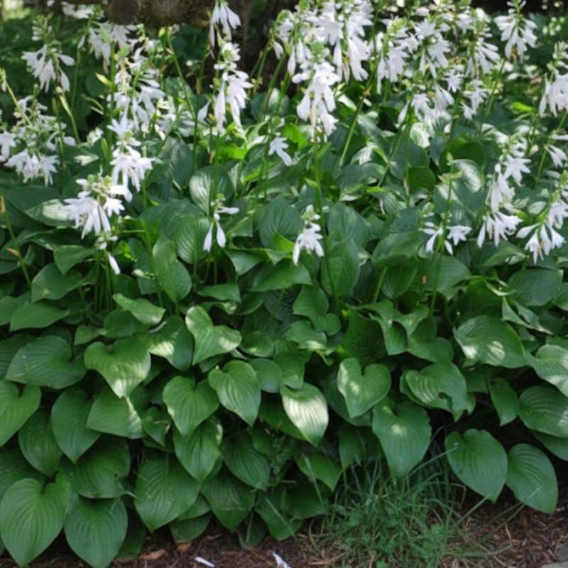 Hosta Royal Standard à fleurs Bleue/Violette - feuillage Caduc - Godet - 5/20 cm - Imagen 1
